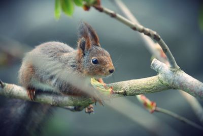 Close-up of squirrel on branch