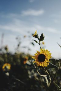 Close-up of daisy flower