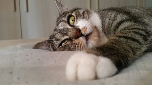 Close-up portrait of cat