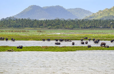 Scenic view of lake and mountains