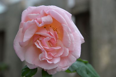 Close-up of pink rose