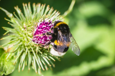 Close-up of bee on flower