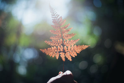 Cropped hand holding leaf against sunlight