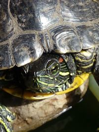 Close-up of tortoise