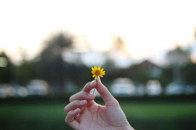 Close-up of hand holding yellow flower outdoors