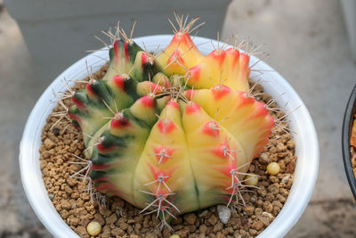 High angle view of potted plant