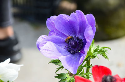 Close-up of honey bee on purple flower
