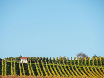 Scenic view of field against clear blue sky