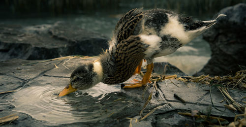 Close-up of bird eating