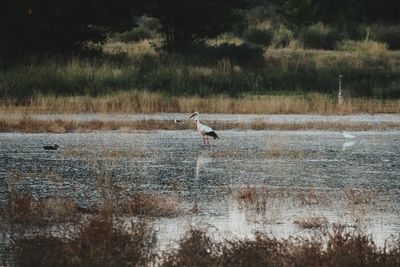 Bird in lake