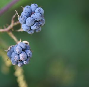 Close-up of berries growing on plant