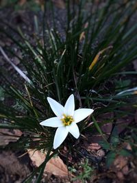 Close-up of white flowering plant on field