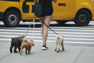 Low section of woman with dogs walking on road in city