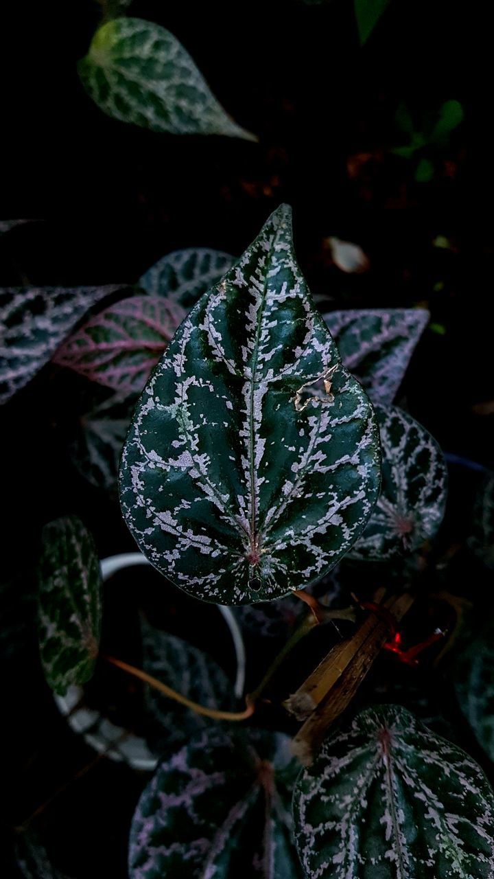 HIGH ANGLE VIEW OF SUCCULENT PLANT GROWING OUTDOORS