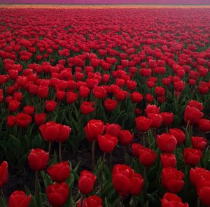 Close-up of red poppy flowers blooming in field