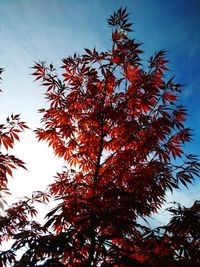 Low angle view of tree against sky