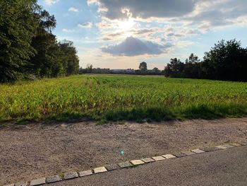 Scenic view of field against sky