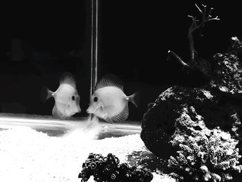 Close-up of ducks swimming in aquarium