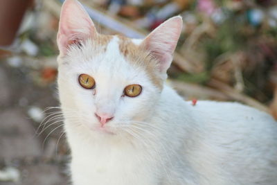 Close-up portrait of a cat