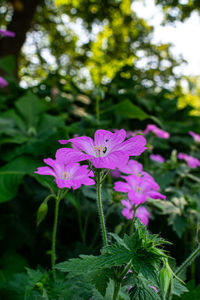 Close-up of pink flowering plant