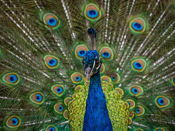 Close-up of peacock