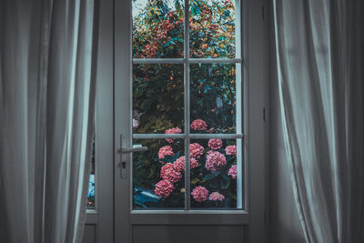 Close-up of flowers seen through window