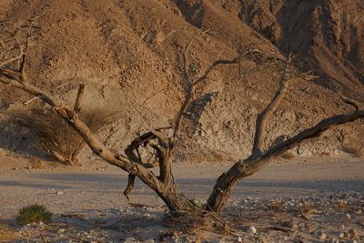Dead tree in desert
