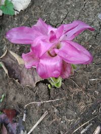 High angle view of pink crocus flower