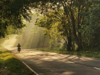 A beautiful morning along the woody road filled with astonishing sunrays