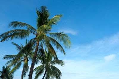 Low angle view of palm tree against blue sky