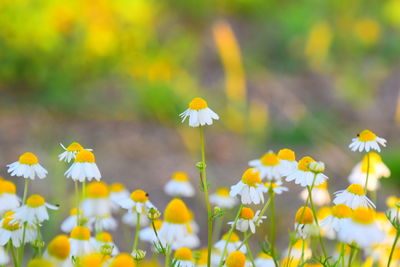 Close-up of yellow flowering plant on field