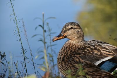 Close-up of mallard duck