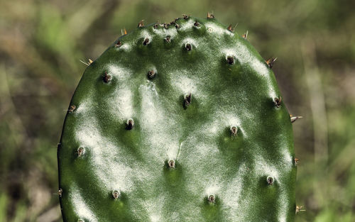 Close-up of prickly pear cactus