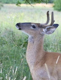 Close-up of deer on field