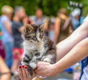 Midsection of woman holding cat