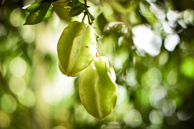 Close-up of berries growing on tree