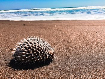 View of crab on beach