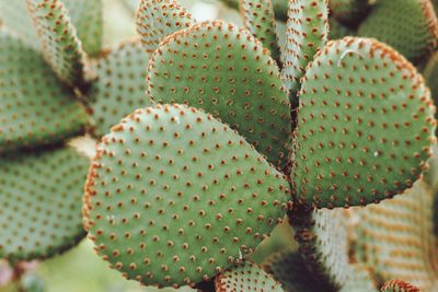 Close-up of prickly pear cactus