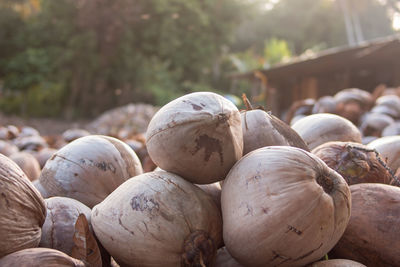Close-up of pumpkins for sale in market