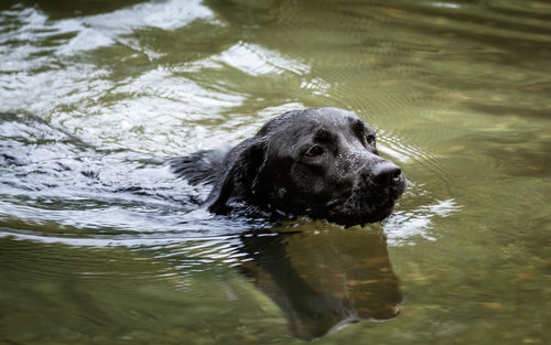 Dog swimming in lake