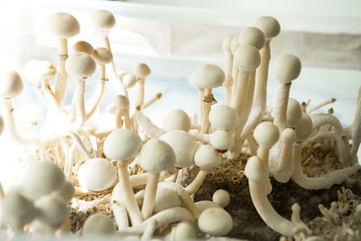 Sterile container with the mycelium of psilocybin mushrooms, psilocybe cubensis. 