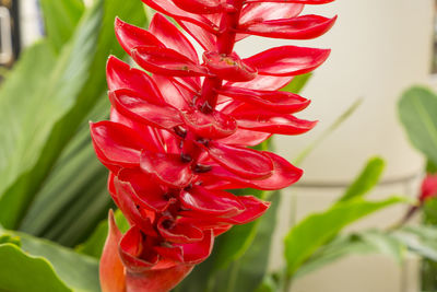 Close-up of red flowering plant