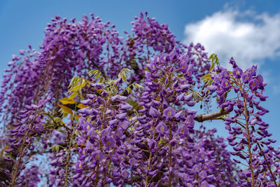 Close-up beautiful full bloom of purple pink wisteria blossom trees flowers in springtime sunny day