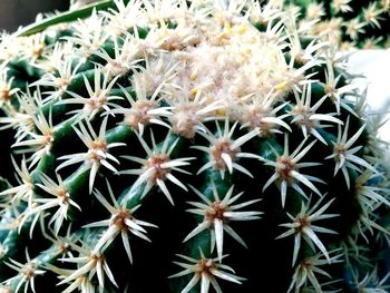 Close-up of succulent plant