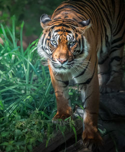 Close-up of tiger