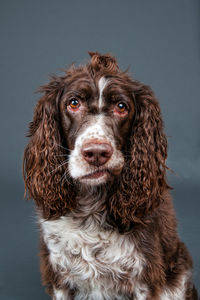 Close-up portrait of dog against gray background