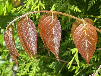 Close-up of leaves