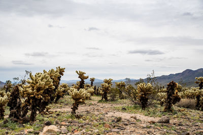 Pathway lined by cholla cacti under gray sky in desert landscape