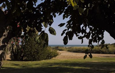 Trees on field against sky