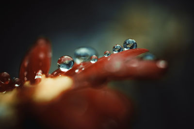 Close-up of wet red berries on water against black background